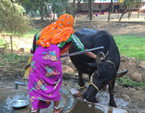 womanwashingcow Woman washing cow